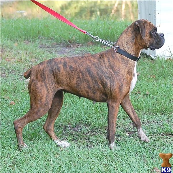 Boxer Puppies in FL